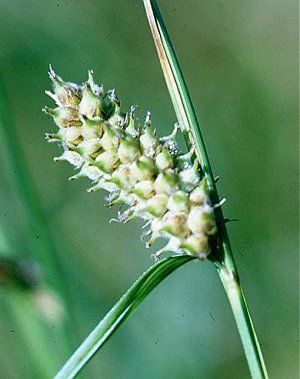 Carex lanuginosa (Wooly Sedge)