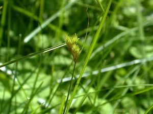 Carex scoparia (Blunt Broom Sedge)