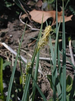 Carex meadii (Mead's Sedge)