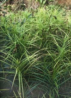 Carex muskingumensis (Palm Sedge)