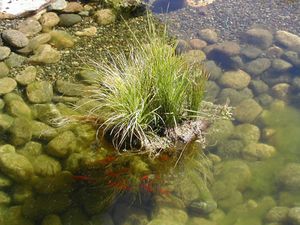 Carex nebrascensis (Nebraska Sedge)