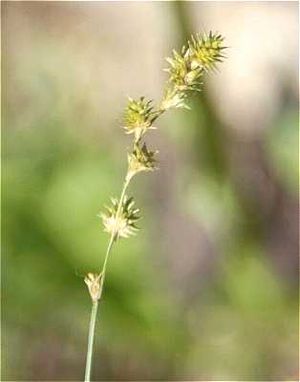 Carex normalis (Spreading Oval Sedge)