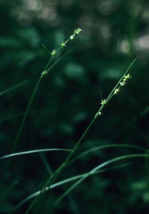 Carex rosea (Rosy Sedge)