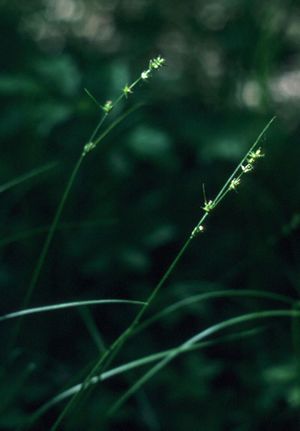 Carex rosea (Rosy Sedge)