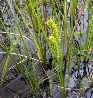 Carex rostrata (Beaked Sedge)