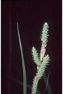 Carex shortiana (Short's Sedge)