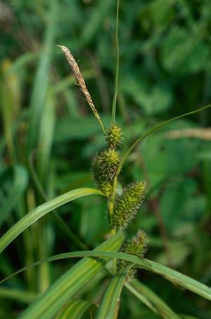 Carex squarrosa (Narrow Leaf Cattail Sedge)