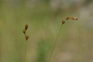 Carex tenera (Narrow Leaf Oval Sedge)