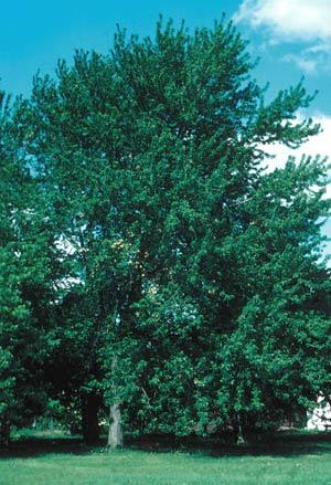 Acer saccharinum (Silver Maple)