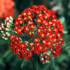 Achillea millefolium (Rosy Red Yarrow)