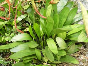 Alisma plantago-aquatica (Water Plantain)