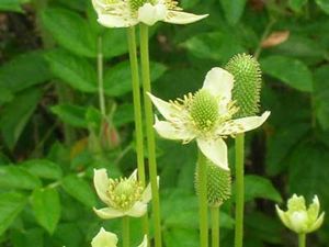 Anemone cylindrica (Thimbleweed)