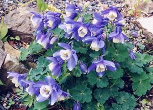 Aquilegia flabellata (Fan Columbine)