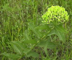 Asclepias viridiflora (Green Milkweed)