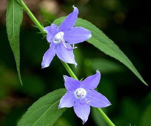 Campanula americana (Tall Bellflower)