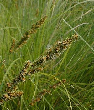Carex annectens (Large Yellow Fox Sedge)