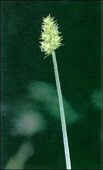 Carex cephalophora (Oval Leaf Sedge)