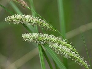 Carex emoryi (Emory's Sedge)