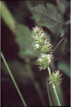 Carex molesta (Troublesome Sedge)
