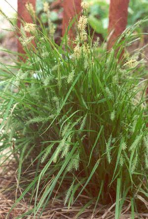 Carex sprengelii (Long-beaked Sedge)