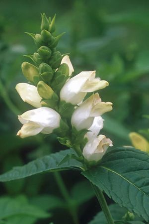 Chelone glabra (Turtlehead)