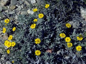 Chrysopsis villosum (Hairy Golden Aster)