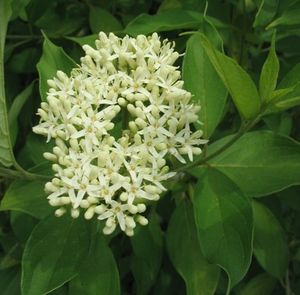 Cornus amomum (Silky Dogwood)