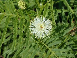 Desmanthus illinoensis (Prairie Bundleflower)