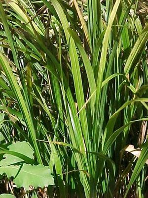 Diarrhena americana (American Beakgrass)