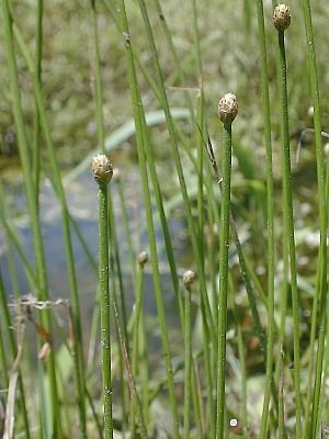 Eleocharis ovata (Blunt Spikerush)