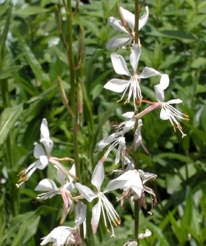 Gaura lindheimeri (Gaura)