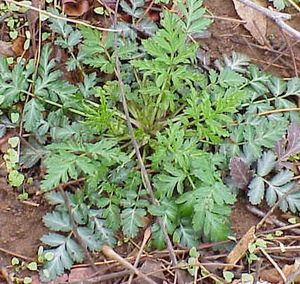 Geum canadense (White Avens)