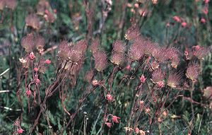 Geum triflorum (Prairie Smoke)