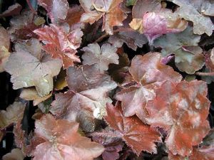 Heuchera americana (Coral Bells)