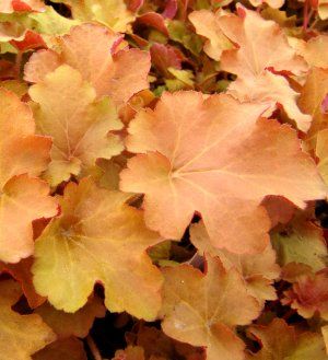 Heuchera villosa (Hairy Alum Root)