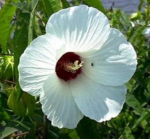 Hibiscus militaris (Rose Mallow)