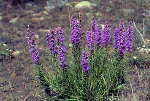 Liatris punctata (Dotted Blazing Star)