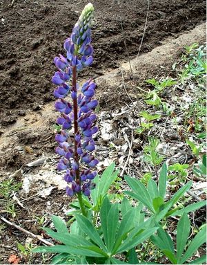 Lupinus perennis (Wild Lupine)