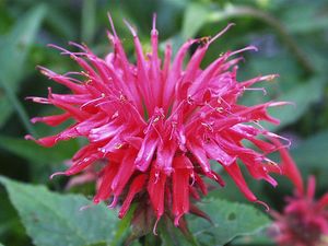 Monarda didyma (Scarlet Bee Balm)