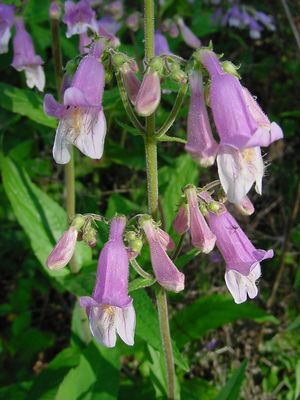 Penstemon hirsutus (Hairy Beardtongue)