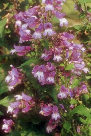 Penstemon smallii (Small's Beardtongue)