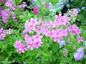 Phlox drummondii (Annual Phlox)