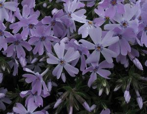 Phlox subulata (Creeping Phlox)