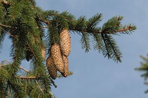 Picea abies (Norway Spruce)