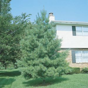 Pinus strobus (White Pine)
