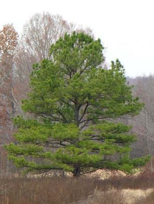 Pinus taeda (Loblolly Pine)