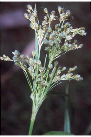 Scirpus pendulus (Drooping Bulrush)