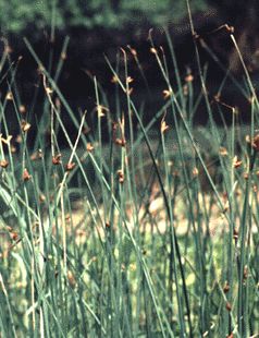 Scirpus pungens (Three-square Rush)