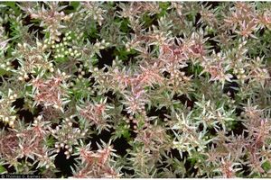 Sedum pulchellum (Widowscross Sedum)