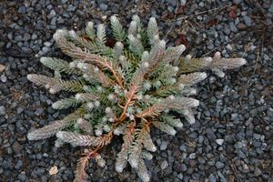 Sedum reflexum (Reflex Stonecrop Sedum)